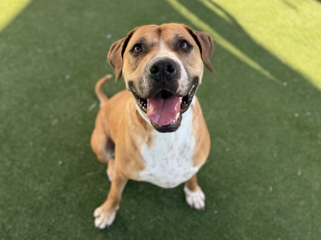Chamaco - Mastiff available for adoption in Sydney