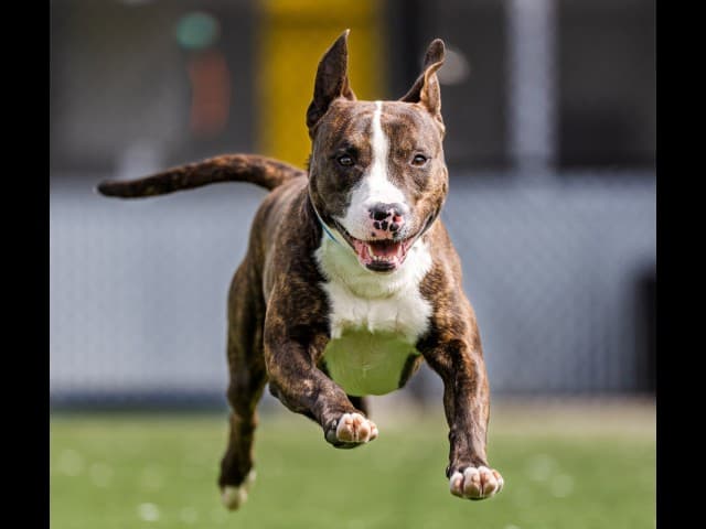 Lincoln - Bull-Terrier available for adoption in Sydney