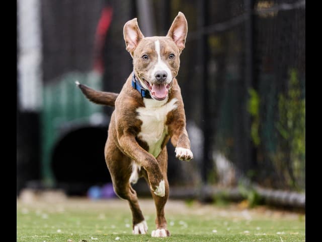 Sonic - Am-Staff available for adoption at Blacktown Animal Rehoming Centre in Sydney