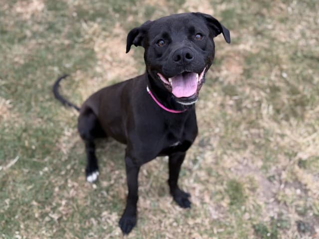 Sasha - Am-Staff available for adoption at Blacktown Animal Rehoming Centre in Sydney