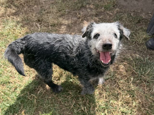 Mole - Terrier available for adoption at Blacktown Animal Rehoming Centre in Sydney
