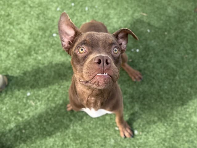 Ren - Am-Staff available for adoption at Blacktown Animal Rehoming Centre in Sydney