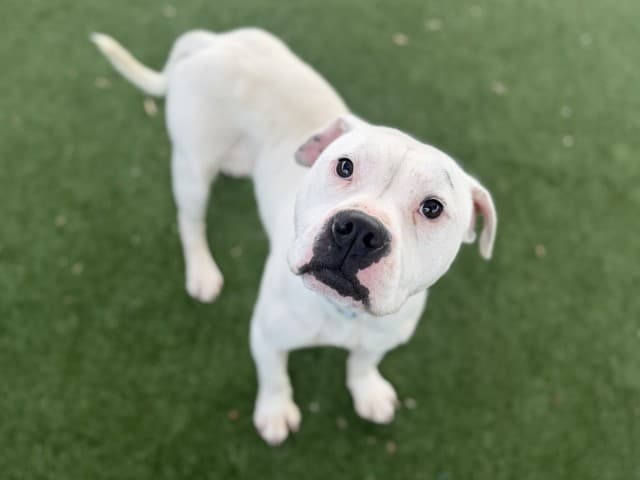 Denver - Am-Staff available for adoption at Blacktown Animal Rehoming Centre in Sydney