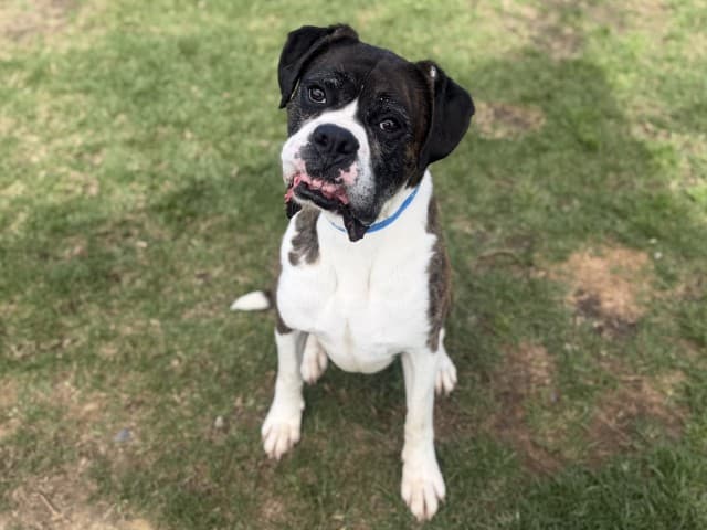 Marlin - Boxer available for adoption at Blacktown Animal Rehoming Centre in Blacktown