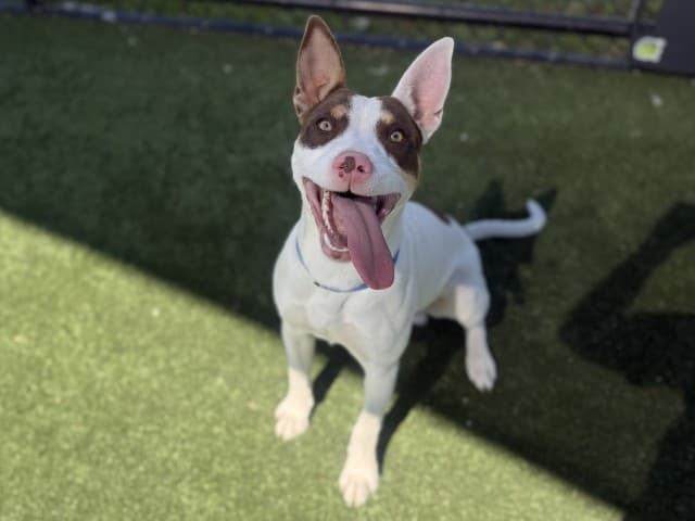 Phantom - Kelpie available for adoption at Blacktown Animal Rehoming Centre in Sydney
