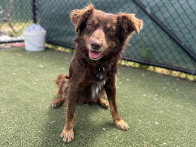 Magenta - Kelpie available for adoption at Blacktown Animal Rehoming Centre in Sydney
