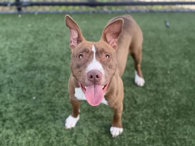 Yindi - Staffy available for adoption at Blacktown Animal Rehoming Centre in Blacktown