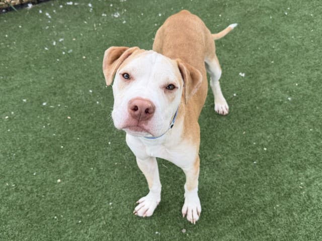 Crash - Staffy available for adoption at Blacktown Animal Rehoming Centre in Sydney