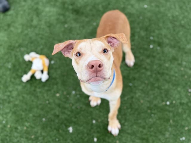 Eddie - Staffy available for adoption at Blacktown Animal Rehoming Centre in Sydney