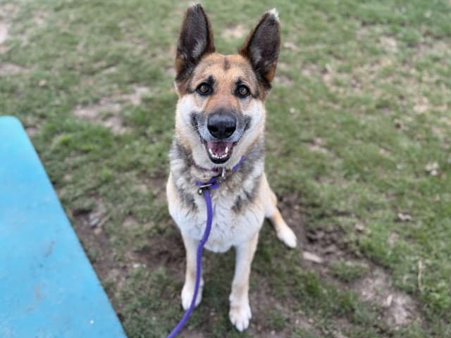 Maya - German-Shepherd available for adoption at Blacktown Animal Rehoming Centre in Blacktown