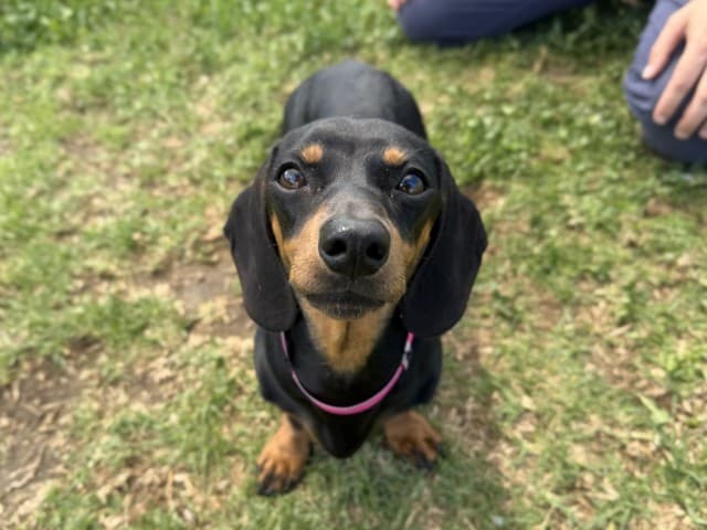 Maple - Dachshund available for adoption at Blacktown Animal Rehoming Centre in Sydney