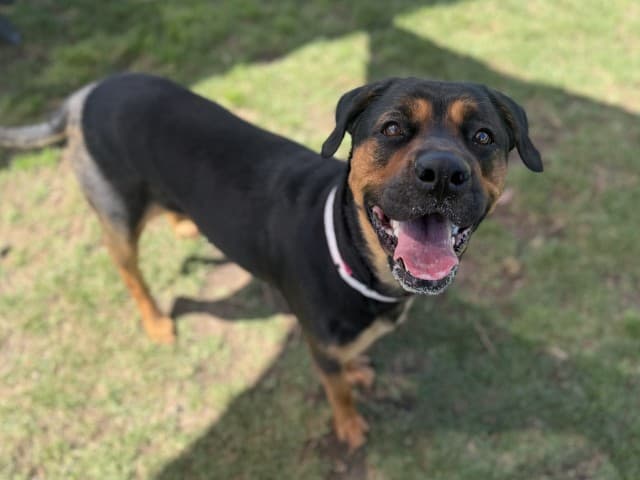 Ducky - Rottweiler available for adoption in Blacktown