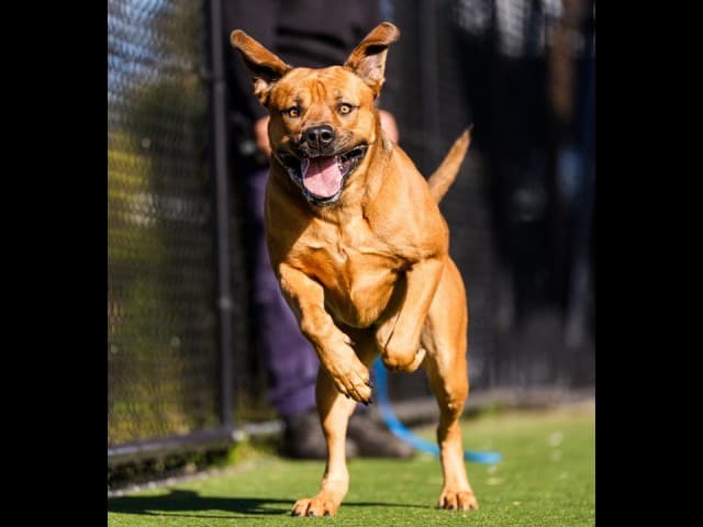 Alfie - Bullmastiff available for adoption in Sydney