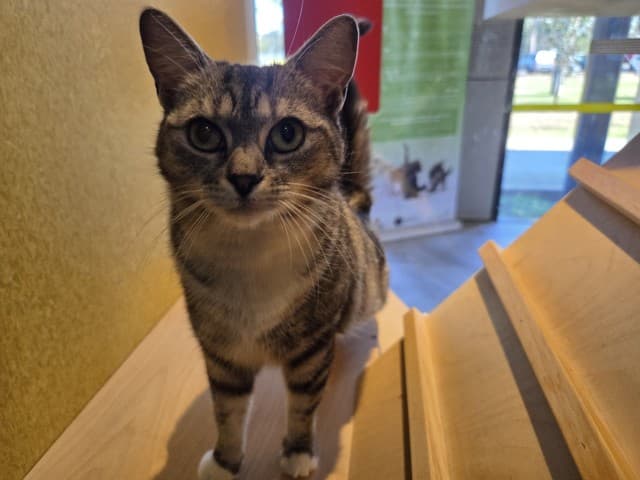 Mirabel - Domestic Shorthair cat available for adoption at Blacktown Animal Rehoming Centre in Blacktown