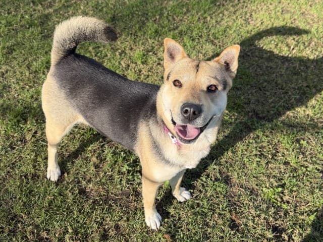 Calisto - Siberian-Husky available for adoption in Sydney
