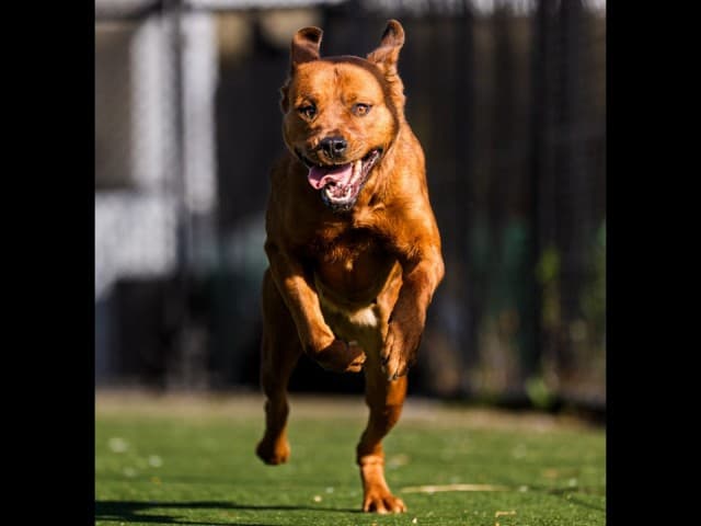 Royce - Rottweiler available for adoption at Blacktown Animal Rehoming Centre in Blacktown
