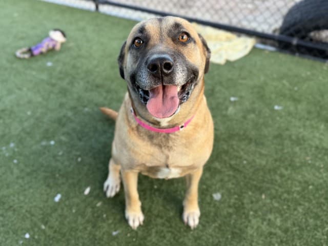 Coco - Bullmastiff available for adoption in Sydney