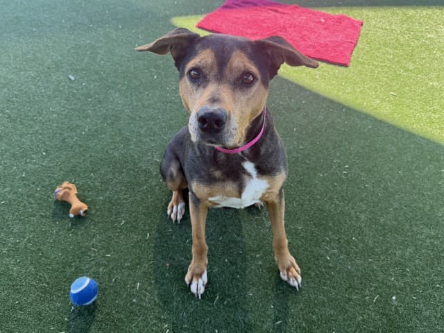 Ruby - Rhodesian-Ridgeback available for adoption at Blacktown Animal Rehoming Centre in Sydney
