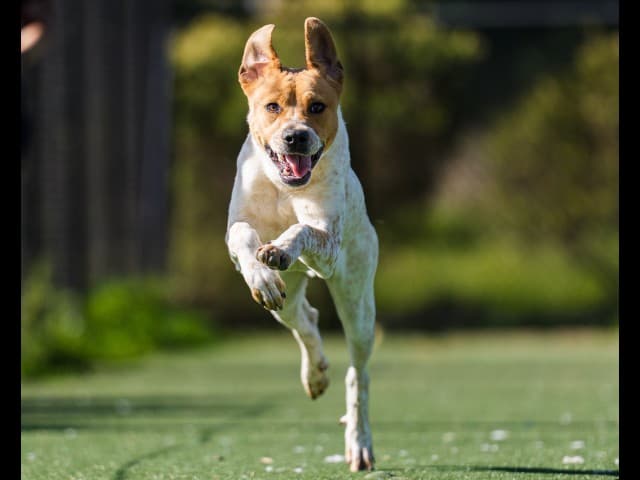 Mick - Cattle available for adoption at Blacktown Animal Rehoming Centre in Blacktown