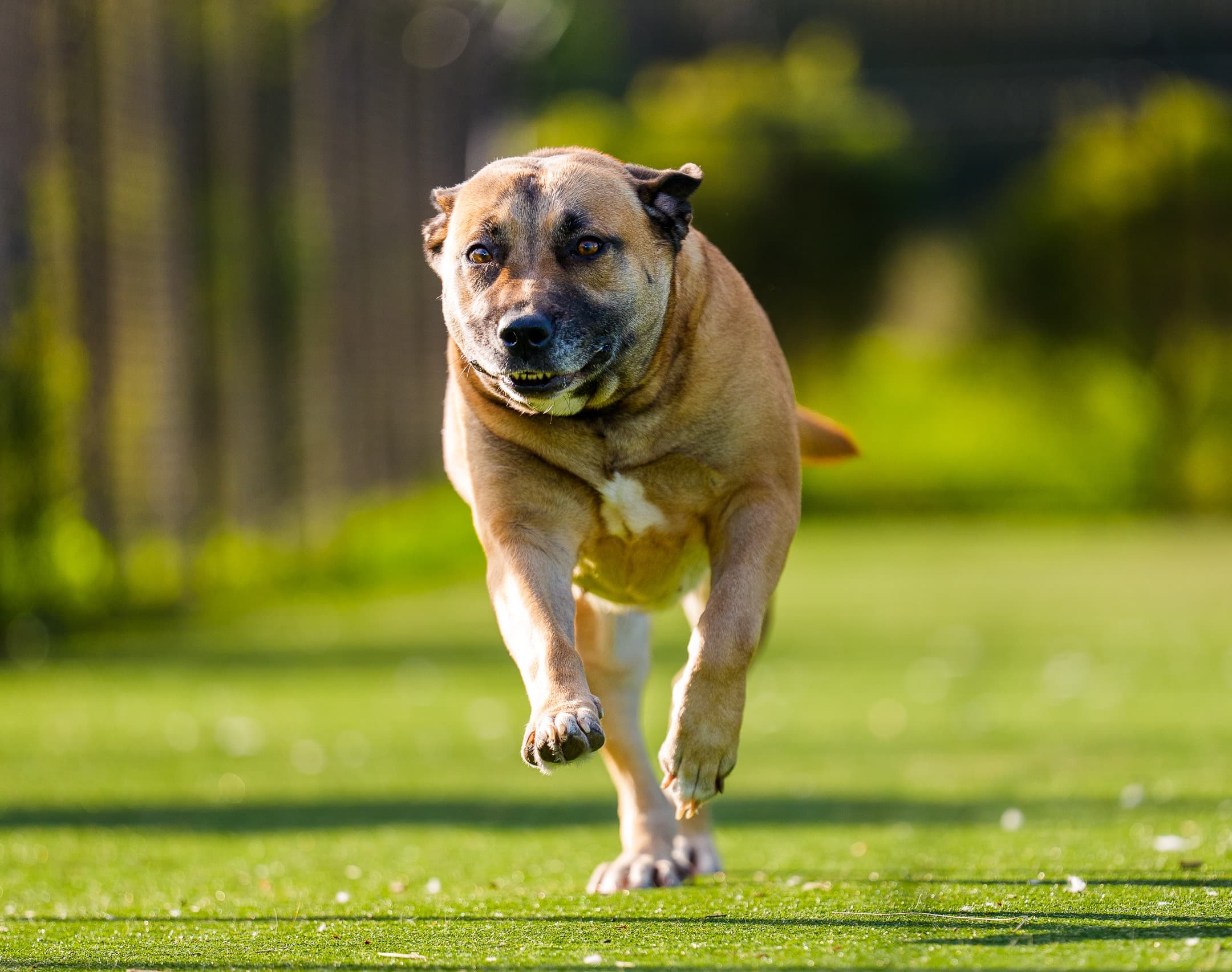 Coco - Bullmastiff available for adoption in Sydney