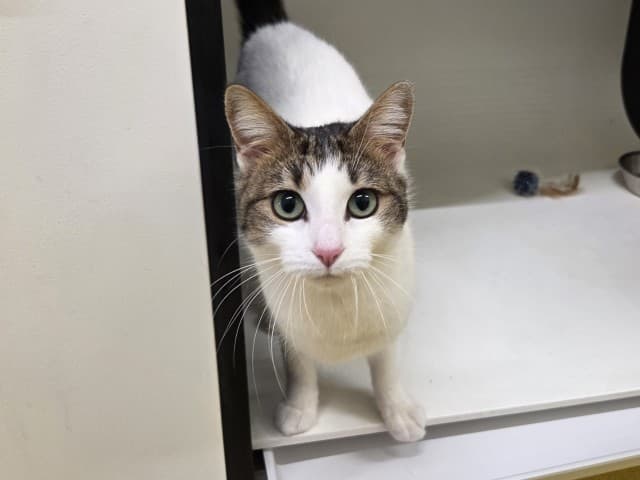 Clover - Domestic cat available for adoption in Sydney