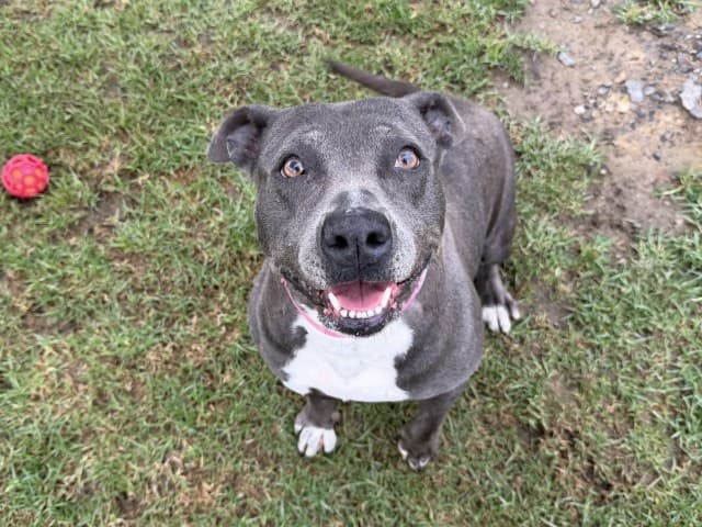 Bonnie - Am-Staff available for adoption in Sydney