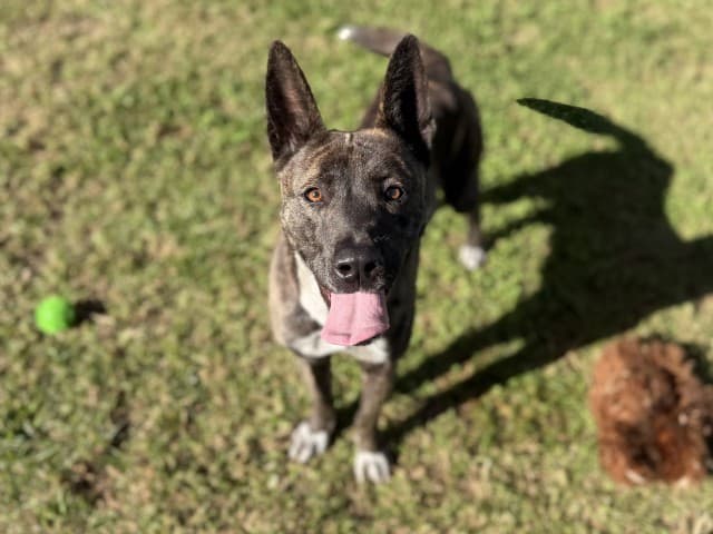 Abby - Belgian-Shepherd available for adoption at Blacktown Animal Rehoming Centre in Sydney