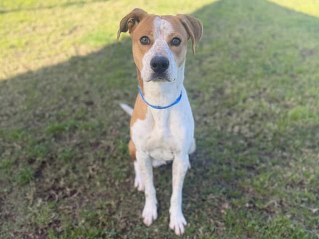Sunny - Kelpie available for adoption at Blacktown Animal Rehoming Centre in Sydney