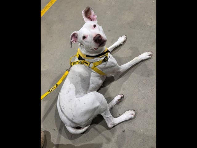 Ash - Bull-Arab available for adoption in Sydney