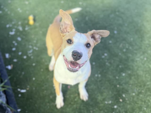 Roo - Staffy available for adoption at Blacktown Animal Rehoming Centre in Sydney