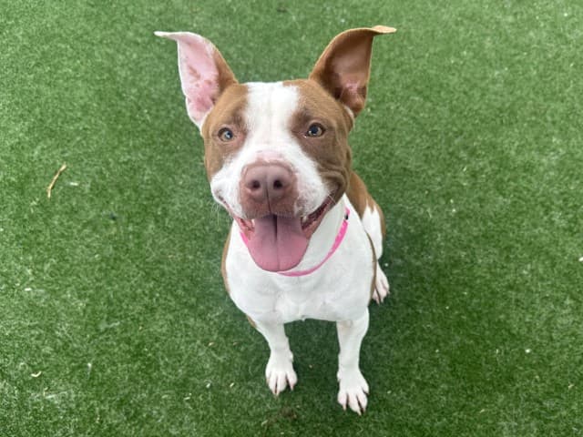 Merida - Am-Staff available for adoption at Blacktown Animal Rehoming Centre in Sydney