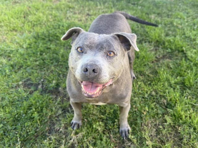 Piglet - Staffy available for adoption at Blacktown Animal Rehoming Centre in Sydney