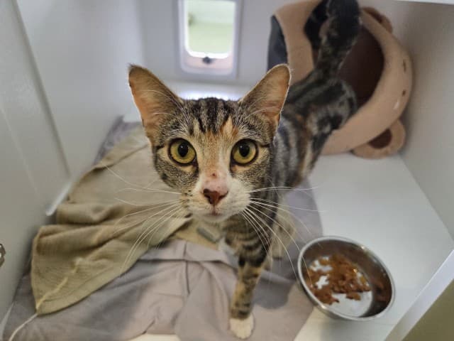 Bianca - Domestic cat available for adoption in Sydney