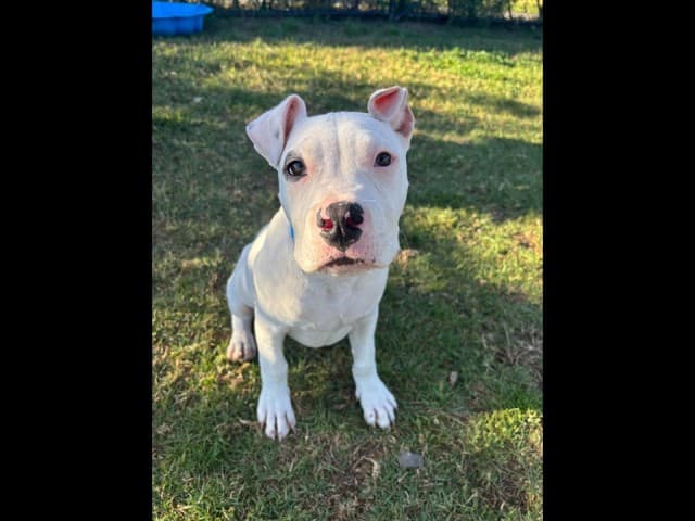 Pirate - Am-Staff available for adoption at Blacktown Animal Rehoming Centre in Sydney