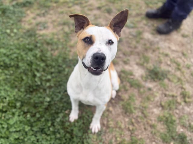Hobnob - Staffy available for adoption at Blacktown Animal Rehoming Centre in Sydney