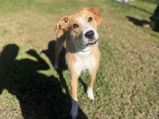 Ted - Irish-Wolfhound available for adoption at Blacktown Animal Rehoming Centre in Sydney