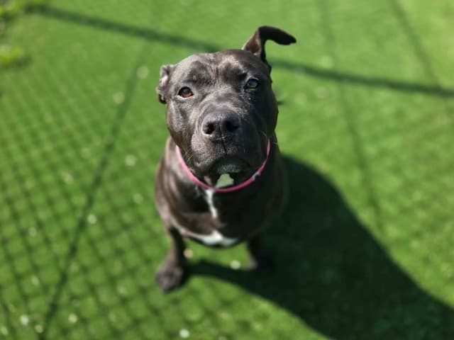 Shaya - Bull-Terrier available for adoption at Blacktown Animal Rehoming Centre in Sydney