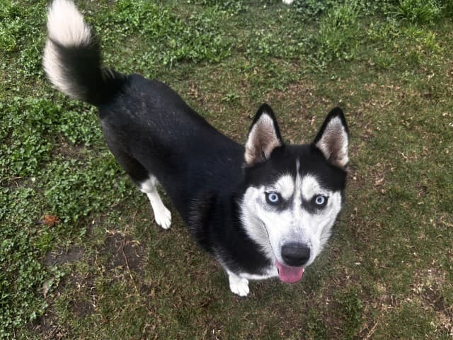 Sapphire - Siberian-Husky available for adoption at Blacktown Animal Rehoming Centre in Sydney