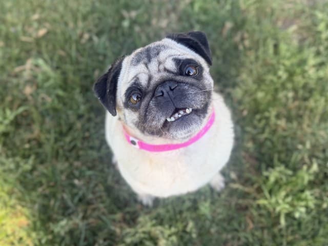 Missy - Pug available for adoption at Blacktown Animal Rehoming Centre in Sydney