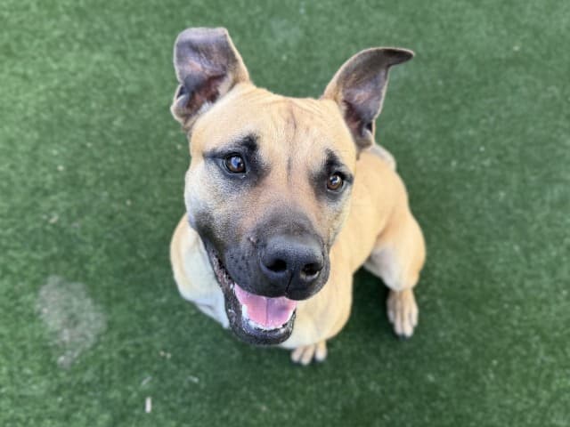 Starfall - Am-Staff available for adoption at Blacktown Animal Rehoming Centre in Sydney