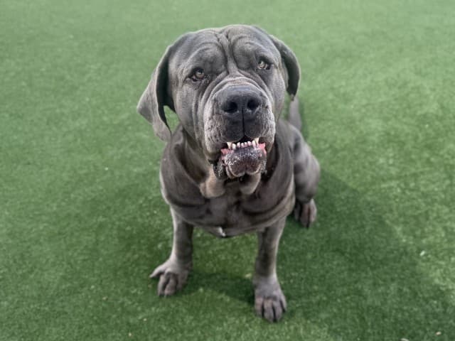 Molly - Mastiff available for adoption at Blacktown Animal Rehoming Centre in Sydney