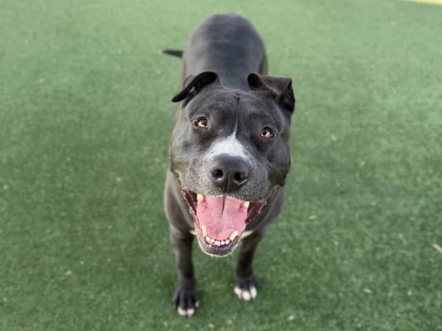 Pudding - Am-Staff available for adoption at Blacktown Animal Rehoming Centre in Sydney