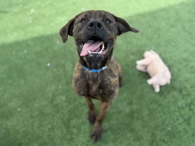 Boof - Am-Staff available for adoption at Blacktown Animal Rehoming Centre in Blacktown