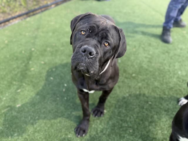 Tempest - Mastiff available for adoption at Blacktown Animal Rehoming Centre in Sydney