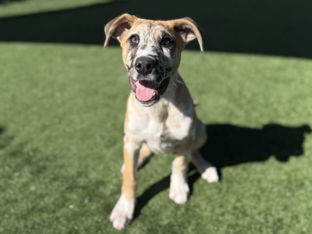 Duke - Great-Dane available for adoption at Blacktown Animal Rehoming Centre in Blacktown