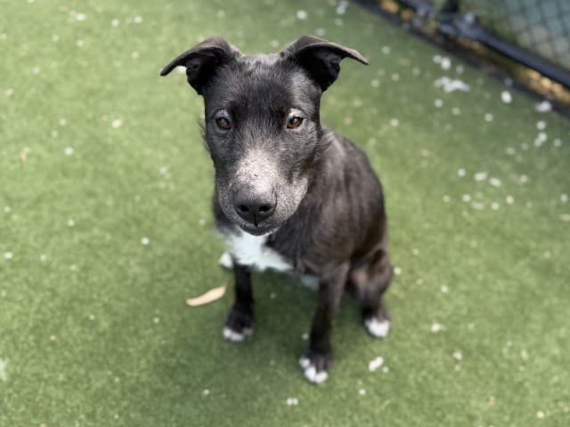 Francine - Kelpie available for adoption in Sydney