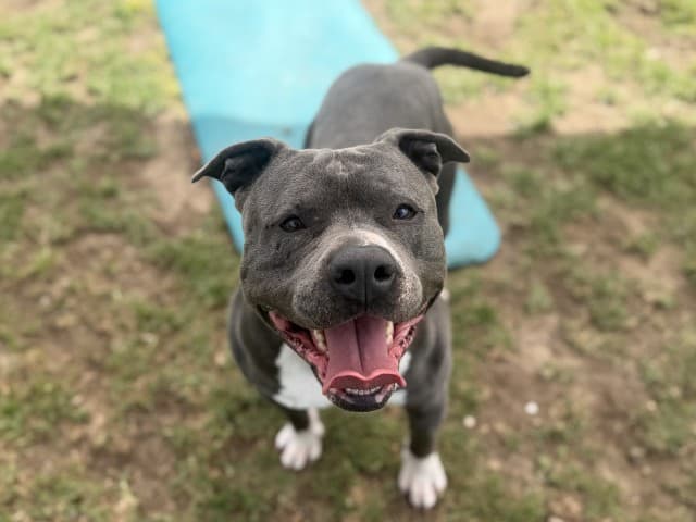 Pumba - Am-Staff available for adoption at Blacktown Animal Rehoming Centre in Blacktown