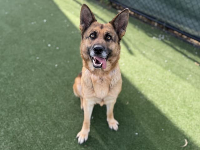 Maggie - German-Shepherd available for adoption in Blacktown