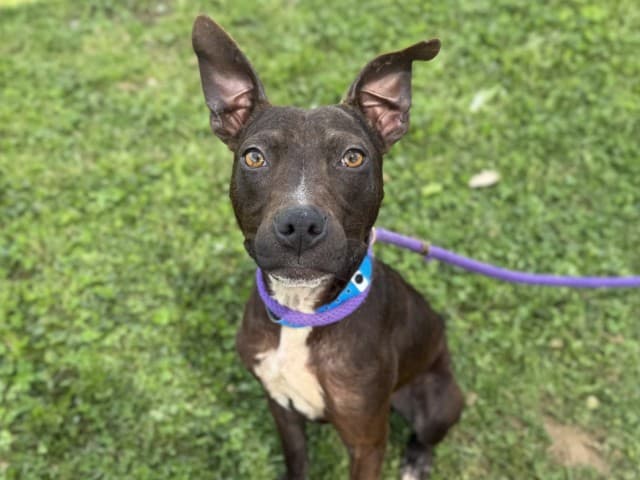 Ant - Staffy available for adoption in Blacktown