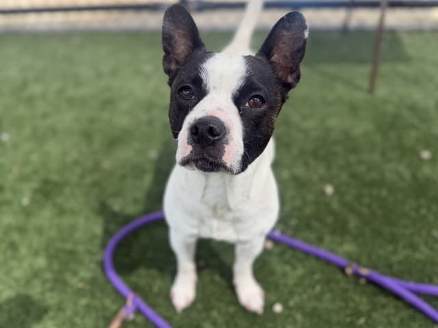 Boston - Bulldog (French) available for adoption in Blacktown
